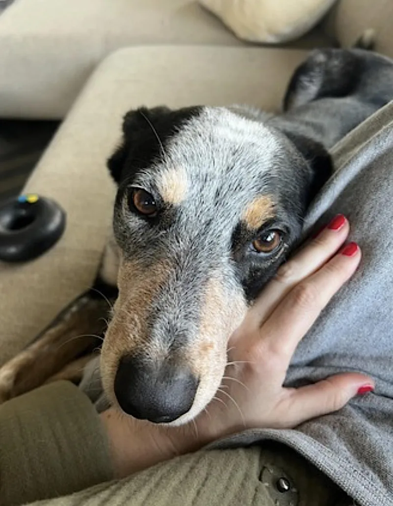 An adult medium-sized male Merle (Blue) Australian Cattle Dog / Blue Heeler dog named Banks for adoption in Amherst, MA