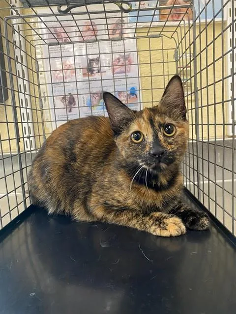 A young small-sized female Domestic Short Hair cat named Mandy for adoption in Fort Myers, FL