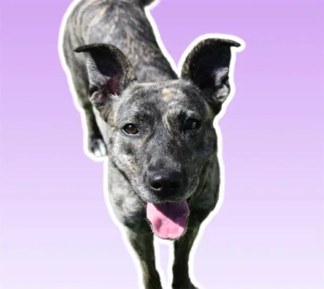 Josie