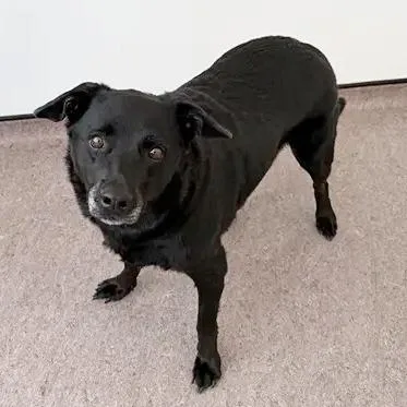 A senior large-sized female Black Labrador Retriever dog named Precious for adoption in Saint Louis, MO