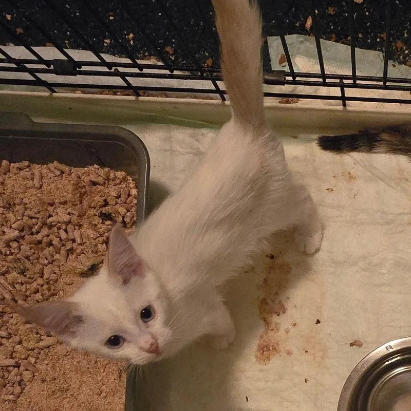 A baby small-sized male Flame Point Domestic Short Hair cat named Brady for adoption in Grantsville, UT