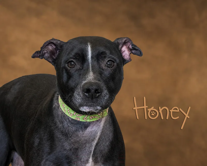 An adult medium-sized female Black Pit Bull Terrier dog named Honey for adoption in Somerset, PA