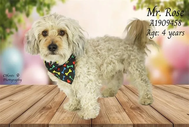 An adult small-sized male Terrier dog named Rose for adoption in Thousand Palms, CA