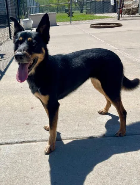 A young large-sized female German Shepherd Dog dog named Cici for adoption in Tulsa, OK