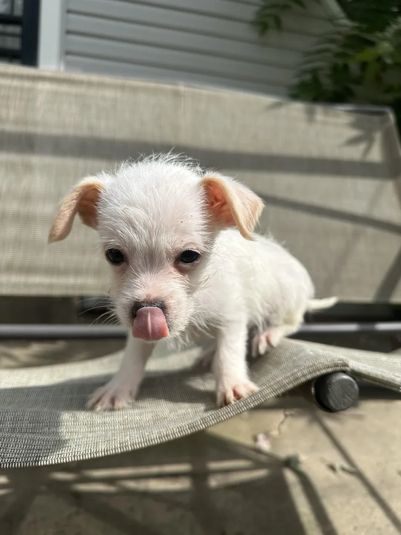 A baby small-sized male Chihuahua dog named Argos for adoption in RUSSIAVILLE, IN