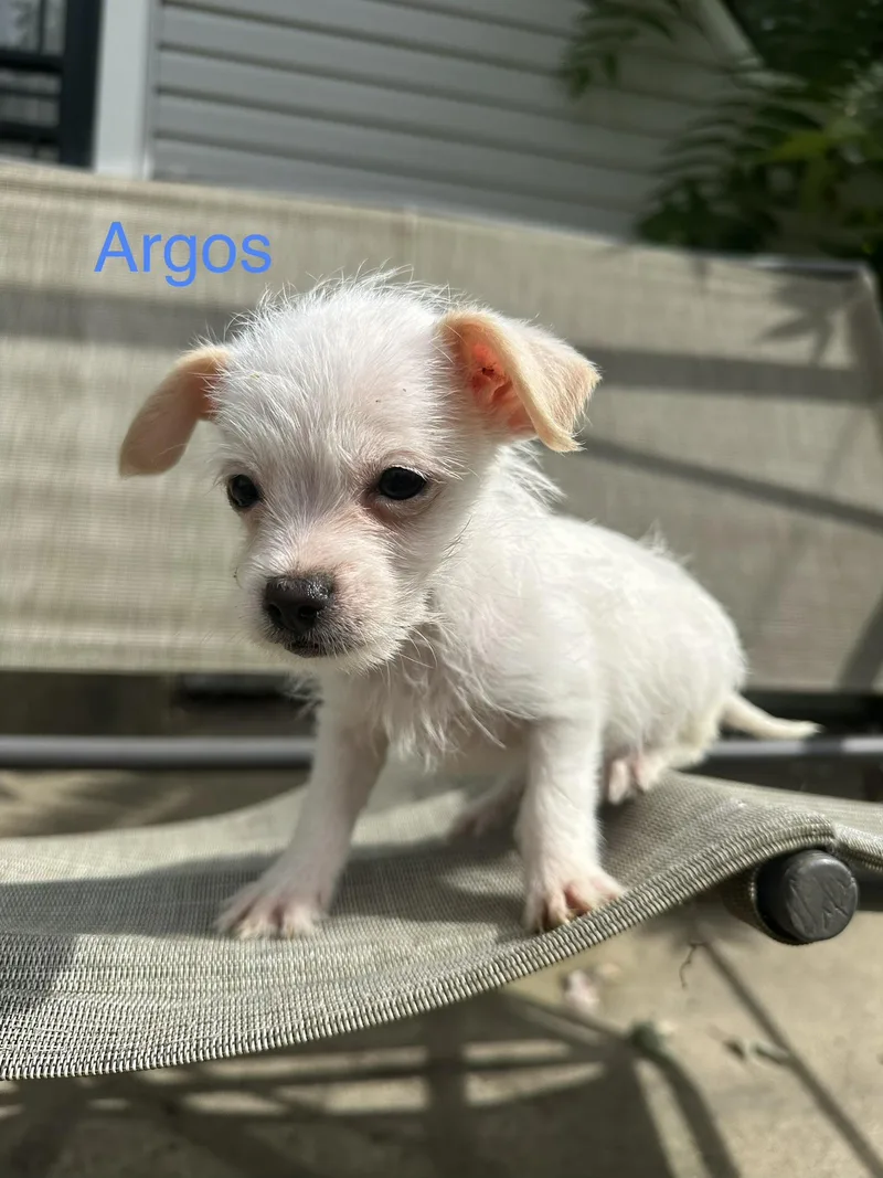 Argos thumbnail 4