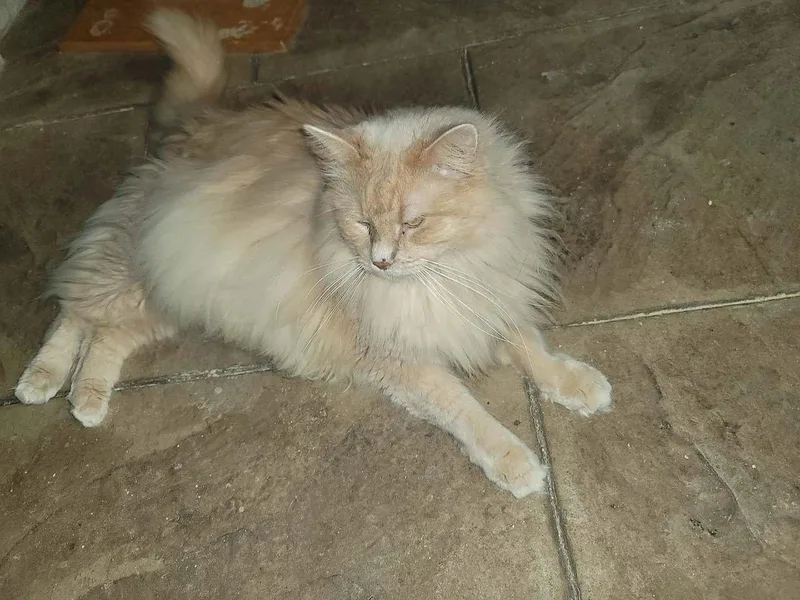 A young medium-sized male Orange & White Domestic Long Hair cat named Dill for adoption in Locust Grove, VA