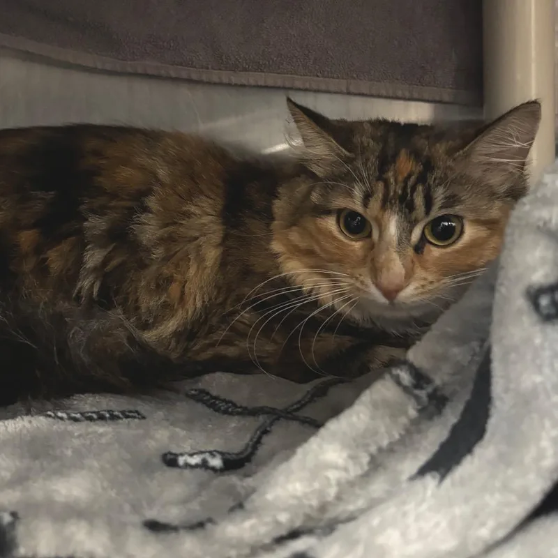 An adult medium-sized female Calico Domestic Long Hair cat named Nova for adoption in Springfield, MA