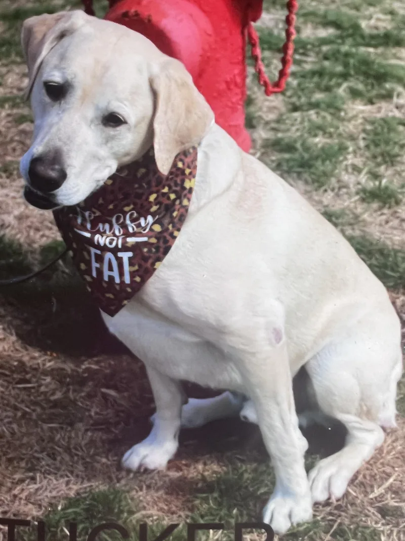 An adult large-sized male Yellow / Tan / Blond / Fawn Yellow Labrador Retriever dog named Tucker for adoption in Hutchinson, KS