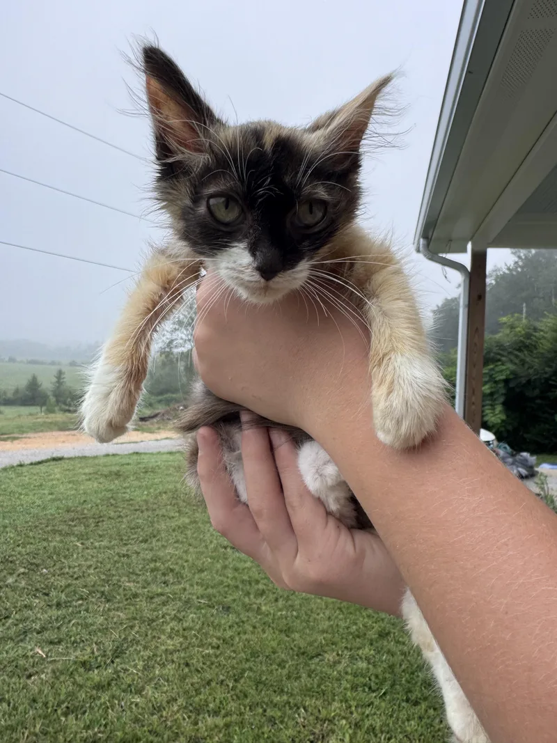 A baby small-sized female Dilute Calico Domestic Short Hair cat named Bat lady for adoption in Dayton, TN