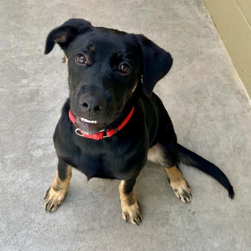 A baby medium-sized female Australian Kelpie dog named Tubbs Big Flirt for adoption in Grass Valley, CA
