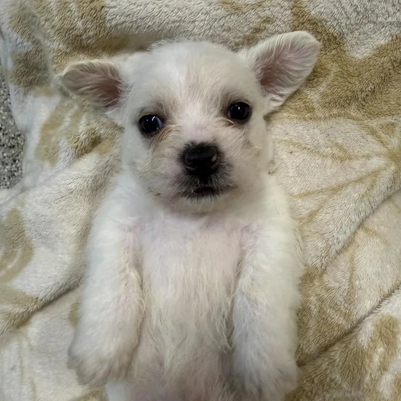 A baby small-sized male White / Cream Jack Russell Terrier dog named Ranger for adoption in West Chester, PA