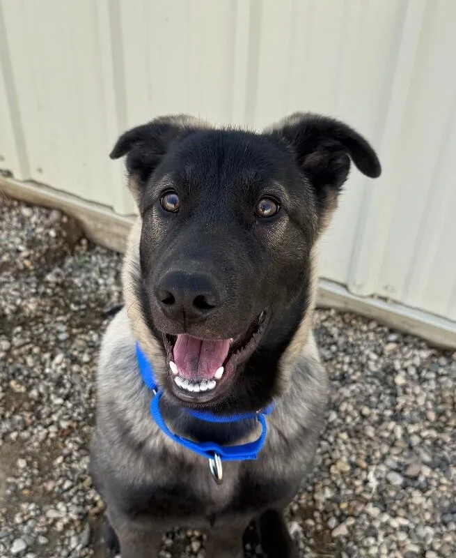A young small-sized male Belgian Shepherd / Malinois dog named Dawson for adoption in Yankton, SD
