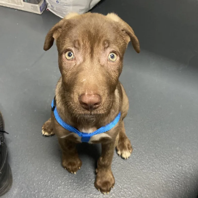 A baby medium-sized male Brown / Chocolate Mixed Breed dog named Zen for adoption in Allentown, PA