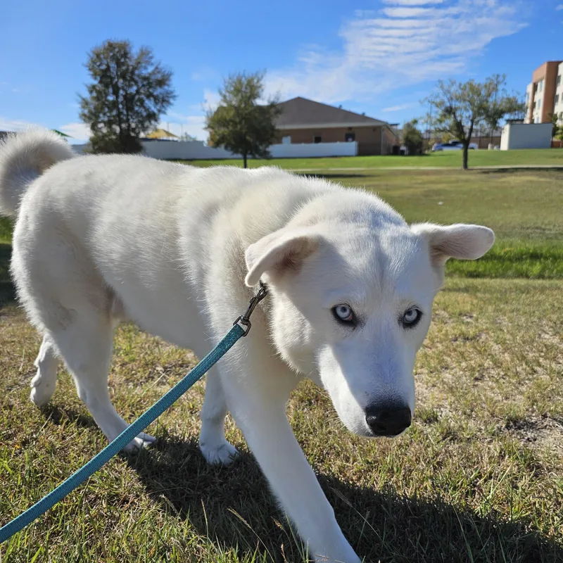 A young large-sized male Great Pyrenees dog named Pierce for adoption in Pflugerville, TX
