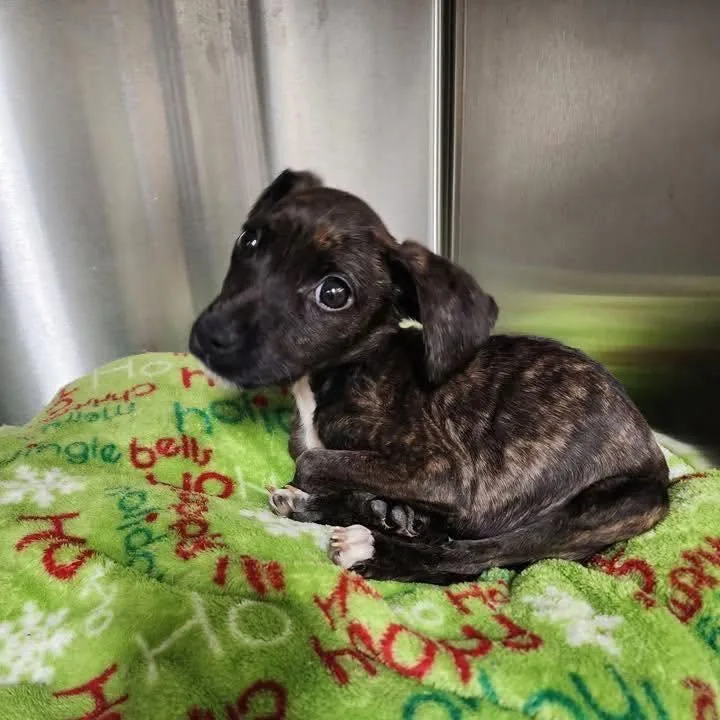 A baby medium-sized female Pit Bull Terrier dog named Tiny for adoption in Youngstown, OH
