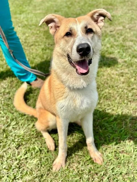 A young large-sized male Anatolian Shepherd dog named Canyon for adoption in York, SC