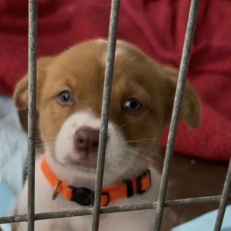 A baby medium-sized female Bicolor Pit Bull Terrier dog named Vodka for adoption in Woodland, CA