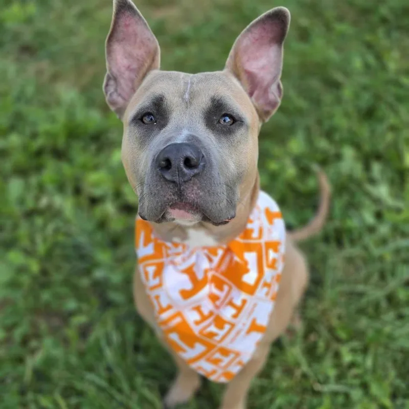 An adult medium-sized female Brown / Chocolate Pit Bull Terrier dog named Isabela for adoption in Jefferson city, TN