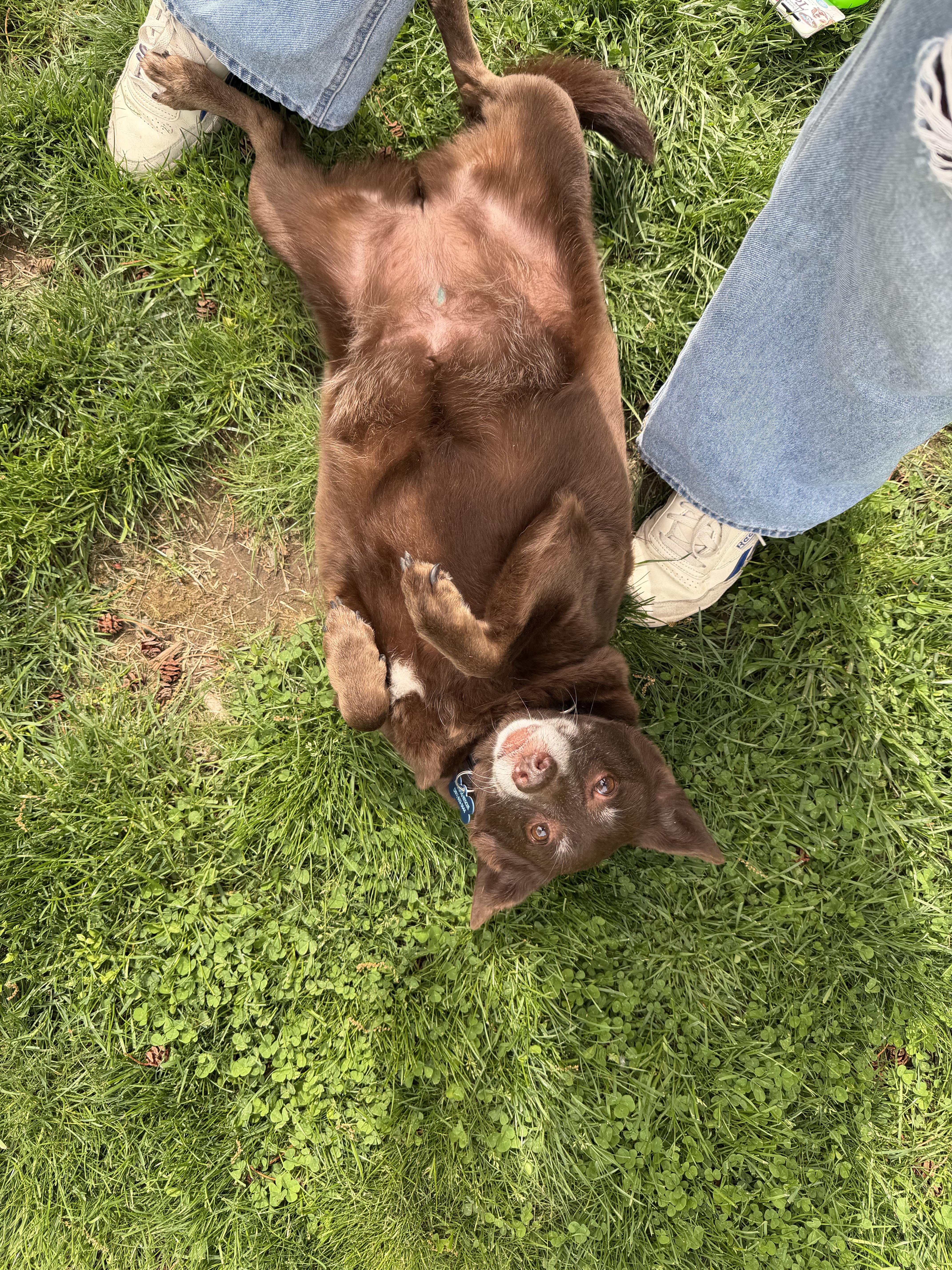 An adult medium-sized female Australian Kelpie dog named Margie for adoption in Mahwah, NJ