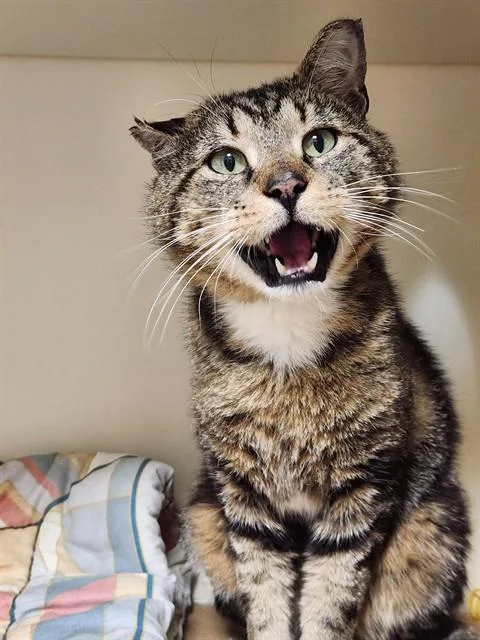 An adult medium-sized male Domestic Short Hair cat named Todd for adoption in Dedham, MA