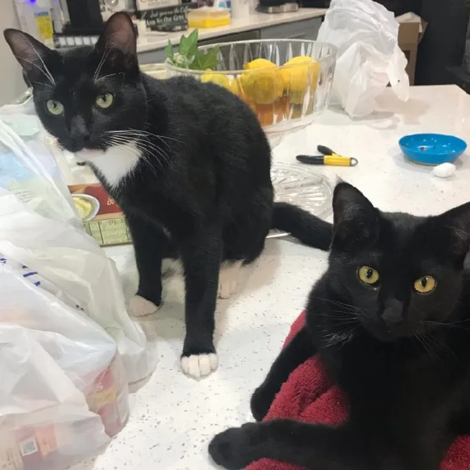 Mousetro And Chandler thumbnail 2