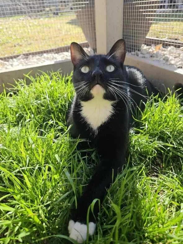 Mousetro And Chandler thumbnail 3