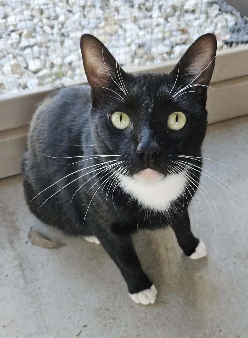 Mousetro And Chandler thumbnail 4