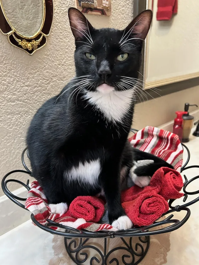 Mousetro And Chandler thumbnail 5