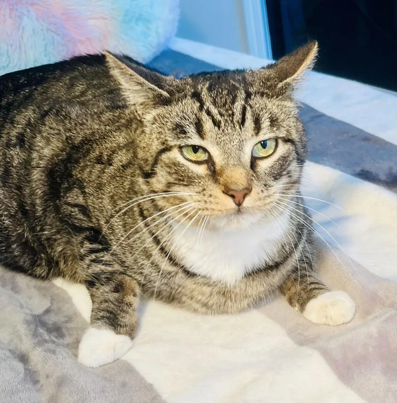 Pellegrino thumbnail 2