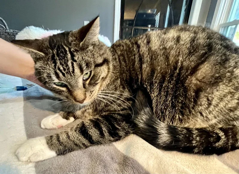 Pellegrino thumbnail 3