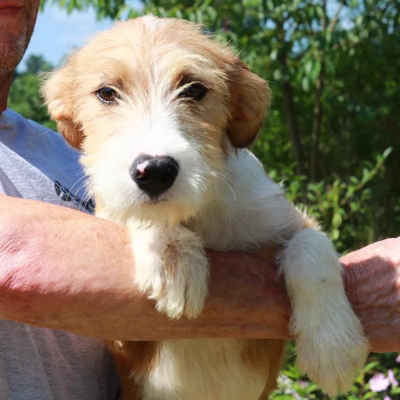 A baby medium-sized male Yellow / Tan / Blond / Fawn Terrier dog named CT Ruger for adoption in Eastford, CT
