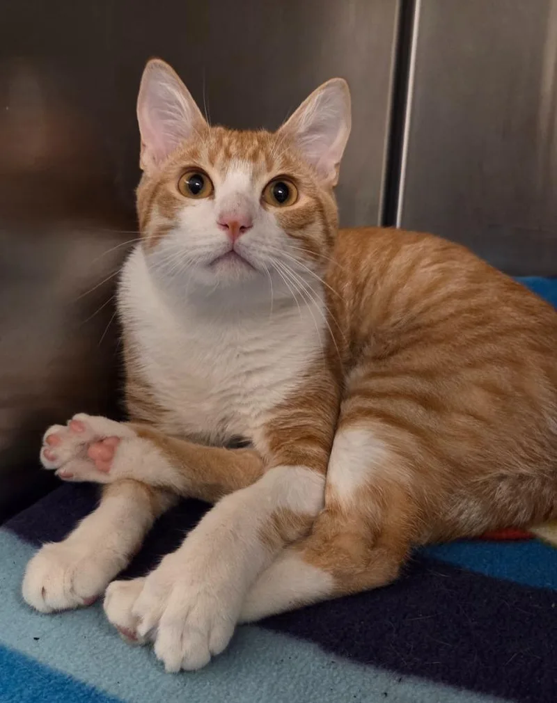 A young small-sized male Domestic Short Hair cat named Clemens for adoption in Ocala, FL