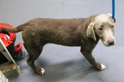 A baby medium-sized female Weimaraner dog named Bibble for adoption in Picayune, MS