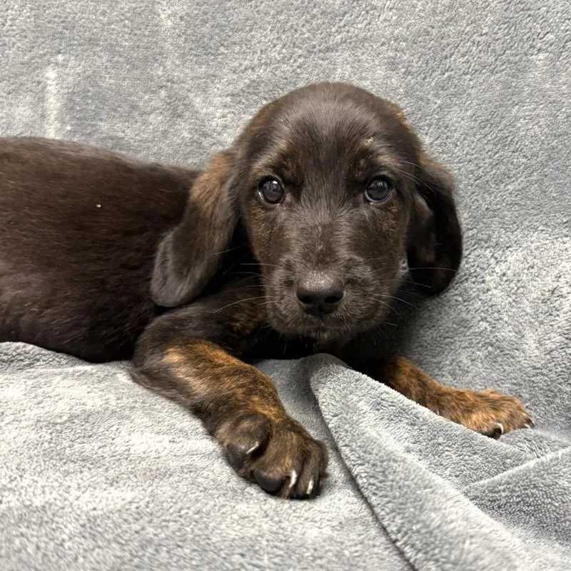 A baby medium-sized male Hound dog named Psyduck for adoption in Brenham, TX