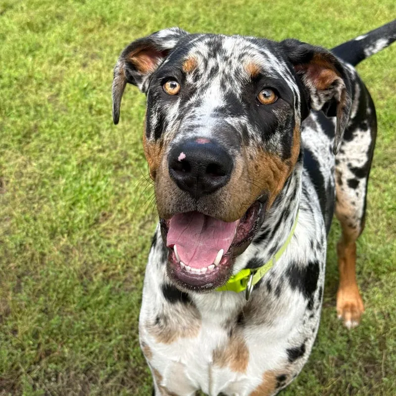 A young large-sized male White / Cream Great Dane dog named Norman for adoption in Owosso, MI