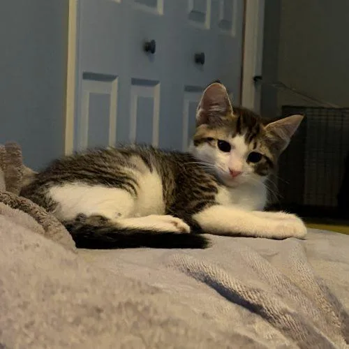 A baby small-sized male Tabby (Brown / Chocolate) Domestic Short Hair cat named Sam for adoption in Kenosha, WI