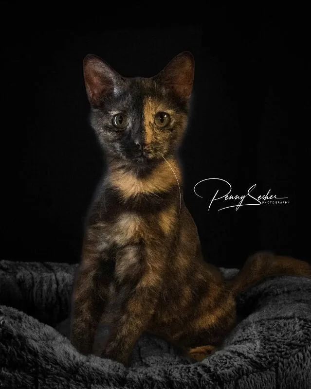 A baby medium-sized female Tortoiseshell cat named Zara for adoption in Belton, MO
