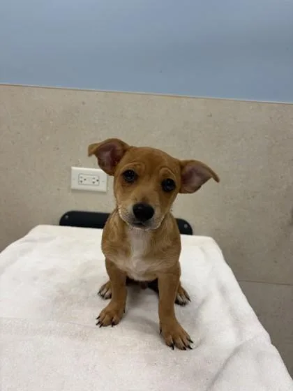 A baby small-sized male Terrier dog named Dino for adoption in Honolulu, HI
