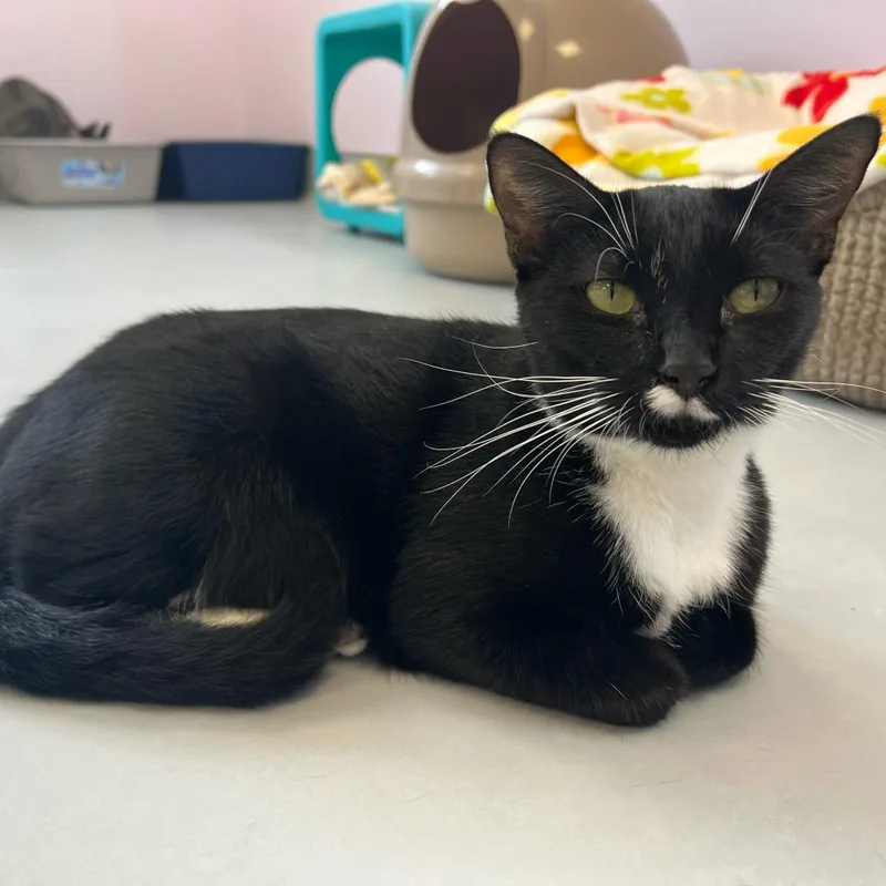 A young medium-sized female Black Domestic Short Hair cat named Frenchie for adoption in Boston, MA