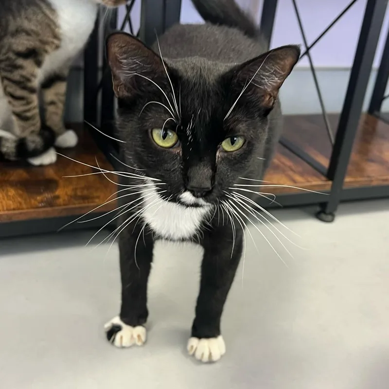 Frenchie thumbnail 2