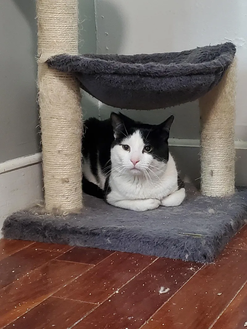 A young medium-sized male Black & White / Tuxedo Domestic Short Hair cat named Tocchet for adoption in Maple Shade, NJ