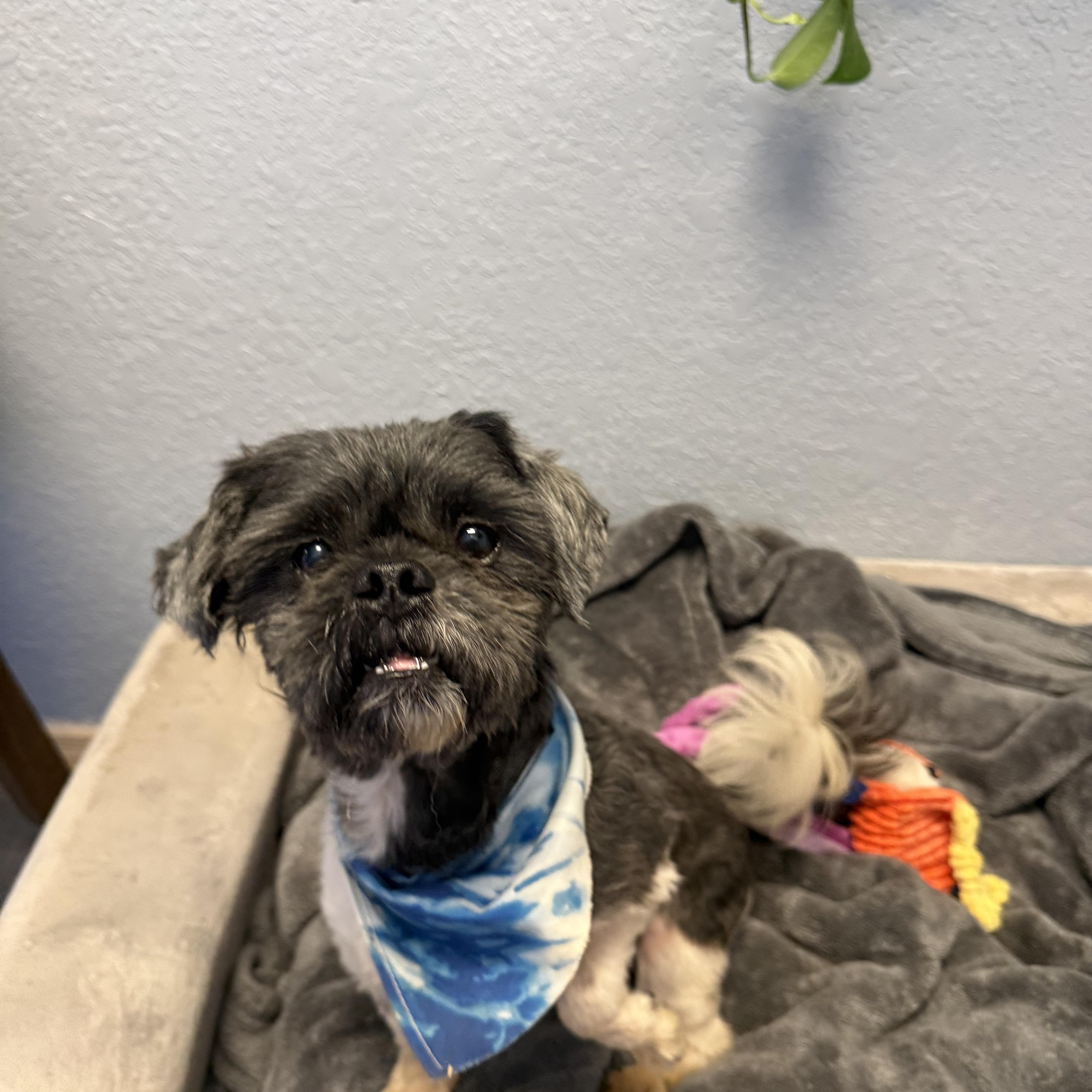 An adult small-sized male Gray / Blue / Silver Shih Tzu dog named Choo Choo Woo for adoption in Oklahoma City, OK