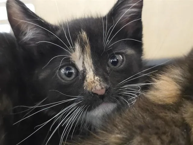 A baby small-sized female Domestic Short Hair cat named Genevieve for adoption in Fort Lauderdale, FL