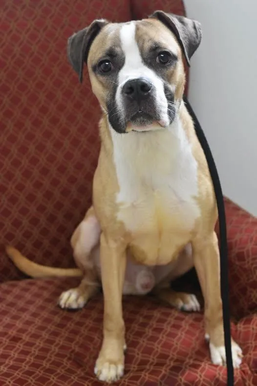 A young medium-sized male Yellow / Tan / Blond / Fawn Boxer dog named Charlie for adoption in Bowling Green, OH