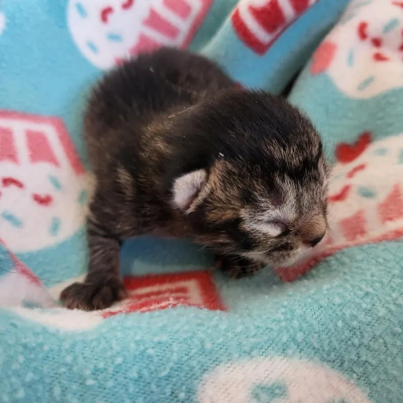 Remington thumbnail 2