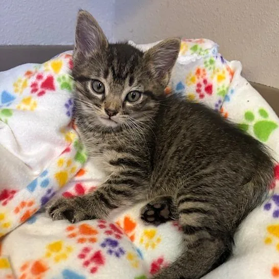 Remington thumbnail 3