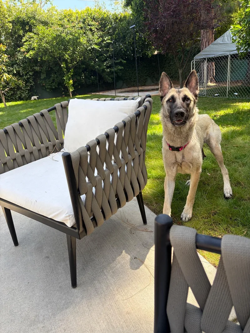 A young medium-sized female Shepherd dog named Janie for adoption in santa monica, CA