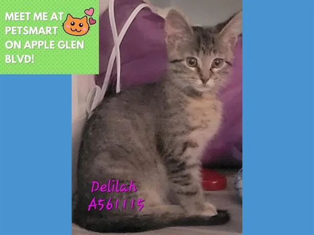 A baby small-sized female Domestic Short Hair cat named Delilah for adoption in Fort Wayne, IN