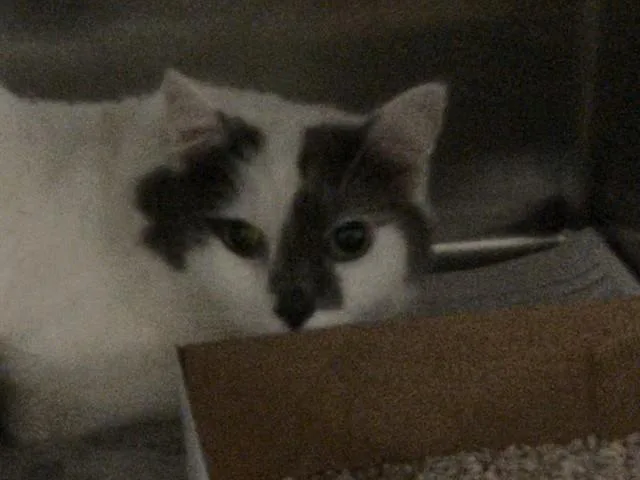 A young large-sized male Domestic Long Hair cat named Lil Boy for adoption in Dallas, TX